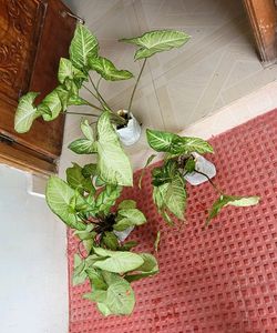 Set 3 Arrowhead Plants 🪴