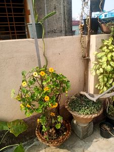 Susan Vine Plant's Available