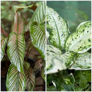 26 Live Root Plants