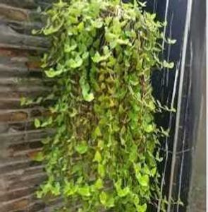 combo plants,z plant, purple heart, pench cactus,