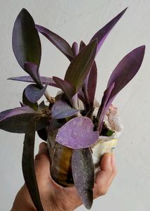 Purple Heart Plant