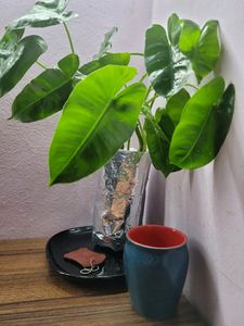 Philodendron Burle Marx (L)