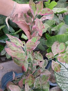 Devil's Backbone Plant pink colour