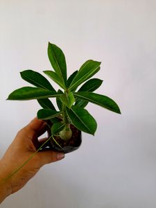 Healthy Adenium 🪴