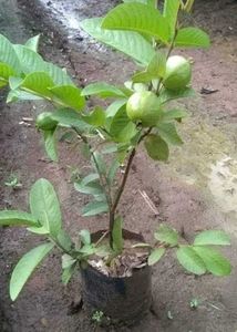 Guava Plant