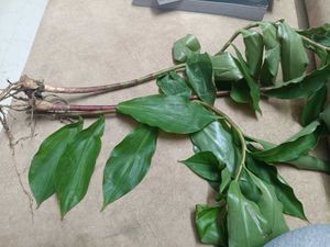 CONTROLS SUGAR :Insulin Plant