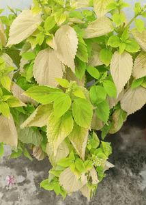 Coleus Live Plants