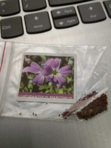 Venidium Flower Seeds