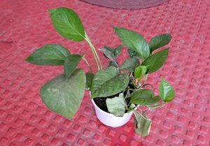 Pack 2 Nevernever &amp; Money Plant 🌵&amp; Pot