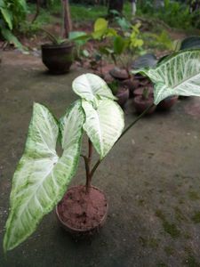 Arrowhead plant (3 plants)