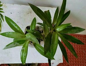Moses in the Cradle Plant 🌵