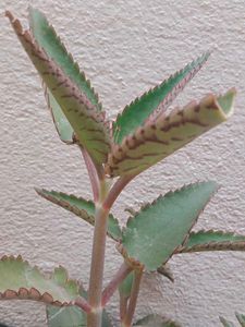 Kalanchoe Plant