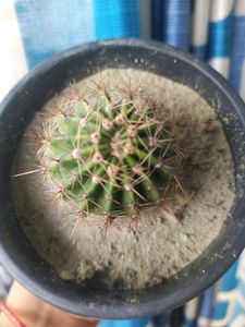 Price Drop -Cactus With Free Pot