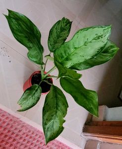 Set 2 Money &amp; Dieffenbachla Segulne Plants