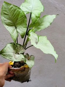 Pack 2 Evergreen Arrowhead Plant 🌵&amp; Pot