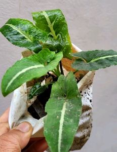 Beautiful ❤️ SYNGONIUM WENDLANDII plant