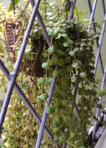 live plant 🌿 turtle vine