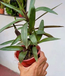 Set 4 Moses in the Cradle &amp; Arrowhead Plant🪴&amp; Pot