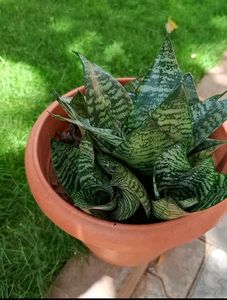 5 Varieties Of Snake Plant Or Senseveria