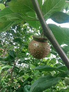 Dhatura Plant Seeds