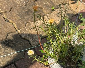 portulaca