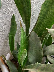 Sansevieria curly sister varity -Snake Plant