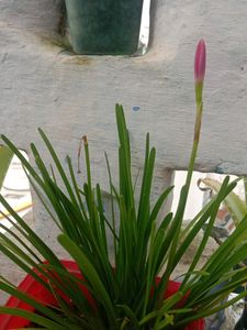 Pink Rain Lily Blooms