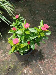 Combo Of 2 Beautiful Plants💚🎀