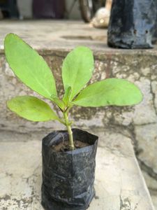 Healthy Green Plant Sapling