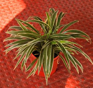🌴Chlorophytum laxum  Plant 🪴 &amp; pot