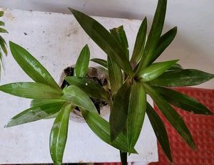 Moses in the Cradle Plant 🪴