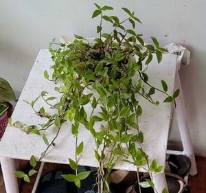 Pack 2 turtles &amp; Pilea Depressa Plant🪴&amp; Pot