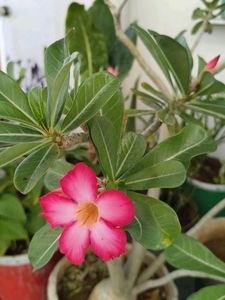 Desert Rose cutting seeds