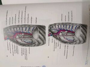 Cunningham's Anatomy Books (Set of 3)