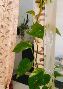Money Plants 🌿 Golden Pothos