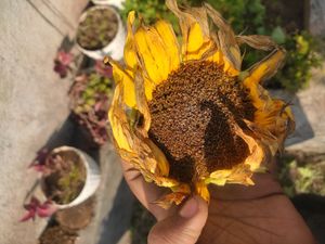 One Flower Of Sunflower (70-80 Seed )