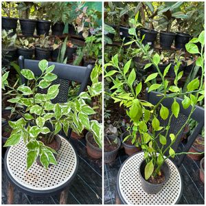20 Live Root Plants