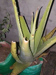 baby aloe vera puffs