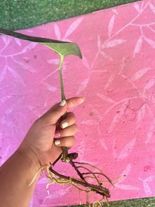 Monstera deliciosa, the Swiss cheese plant