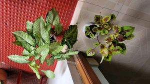 Set 2 Arrowhead &amp; Coleus Plants &amp; Pot