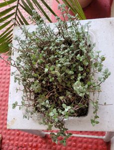 Beautiful Turtle Vine Plant🌵&amp; Pot