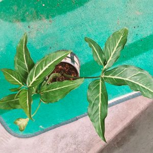 Mix Plants