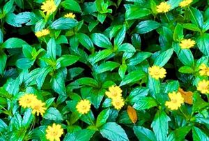 Combo Of aprajita plant And Wedelia