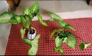 Set 4 Moses in the Cradle &amp; Arrowhead Plant🪴&amp; Pot