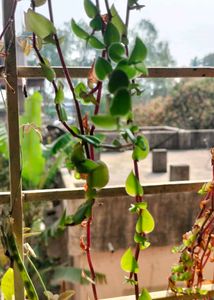 Trailing  Plant