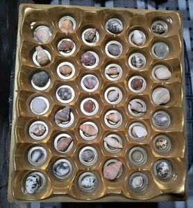 Assorted Seashell Collection