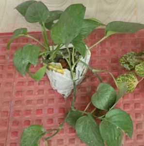 Set 2 Money &amp; Plectranthus Nitidus Plants 🌵