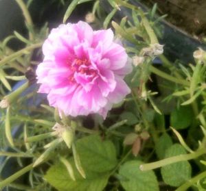 5 Colours Moss Rose Plant
