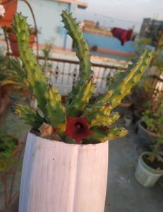 Unique Succulent Plant with Red Flower 2 plants