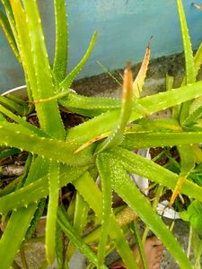 Alovera Plant